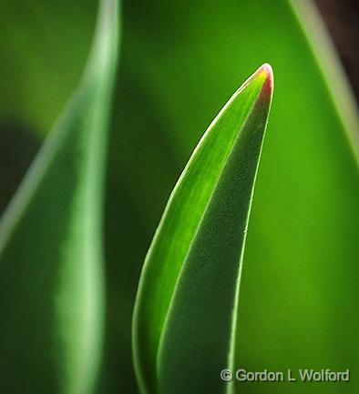 Backlit Tulip Sprout_DSCF01026-7.jpg - Photographed at Smiths Falls, Ontario, Canada.